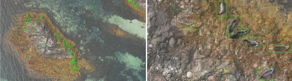 Example images showing manual annotations of seals from one of the images taken in 2024. Green rectangles represent known seals, whereas orange rectangles are manually selected features that are not seals. Some of these are relatively easily distinguishable from seals, while others have been selected  to represent features that could be misidentified as seals. In the close-up to the right, one feature (to the bottom left represents an easily distinguishable round rock, while the other two non-seal annotations represent features that have characteristics that make them difficult to distinguish from seals. Images: Pål Kvaløy, John-André Henden & Martin Biuw 
