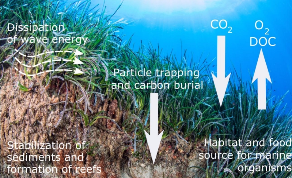 The importance of seagrass for CO2 uptake